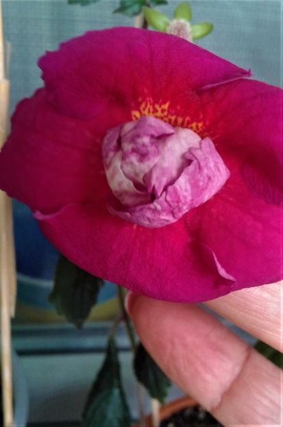 20190923_110615-x - Achimenes 17 09 2016789