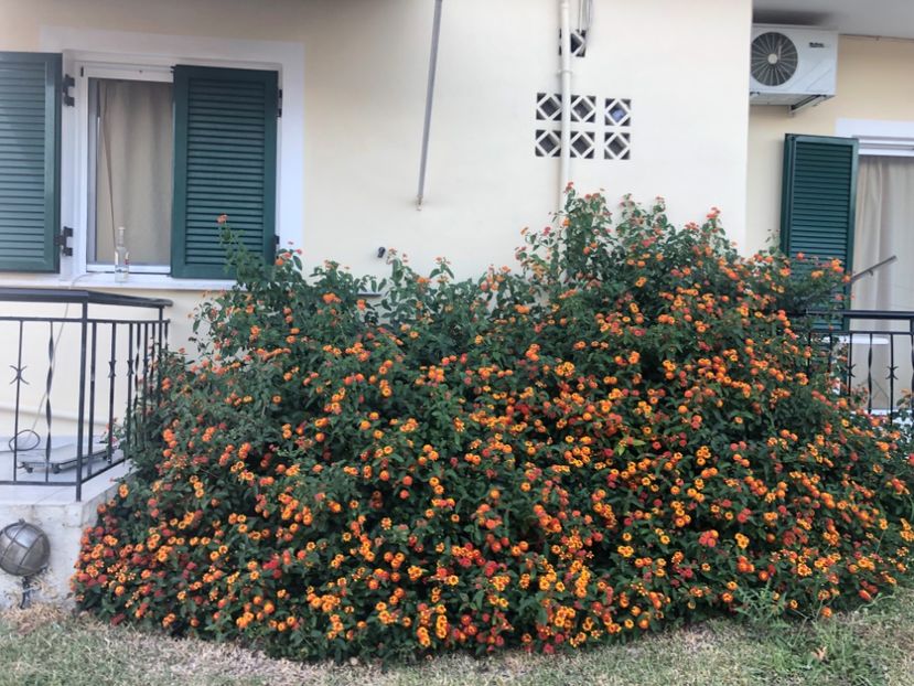 13C25468-84BF-49B9-9DA1-ECC62E3E59E9 - Lefkada 2019- flori