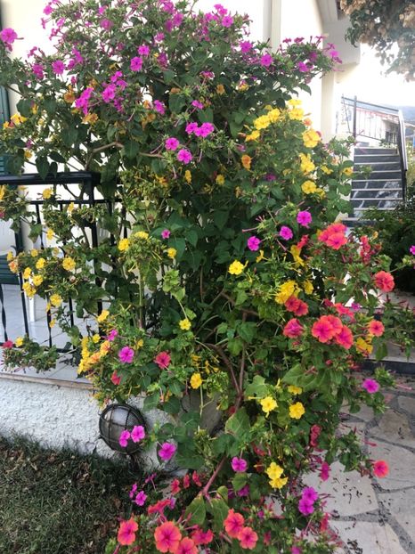 017CDF24-E782-4954-8711-1AE362EA6A29 - Lefkada 2019- flori
