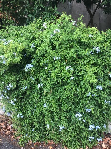 E1274292-6F41-4616-82B5-562D108093B5 - Lefkada 2019- flori