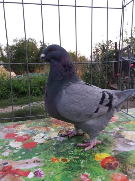 0-1 2019 - Vânduți 2019 2020