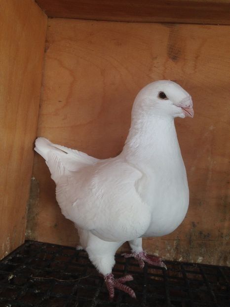 0-1 2015 - Vânduți 2019 2020