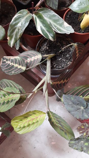  - Colectie Maranta Calathea