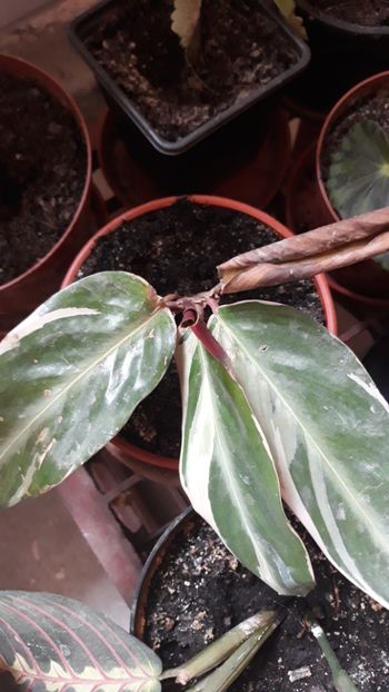  - Colectie Maranta Calathea