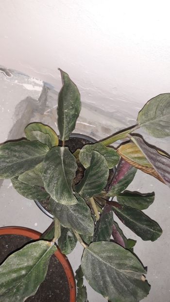  - Colectie Maranta Calathea
