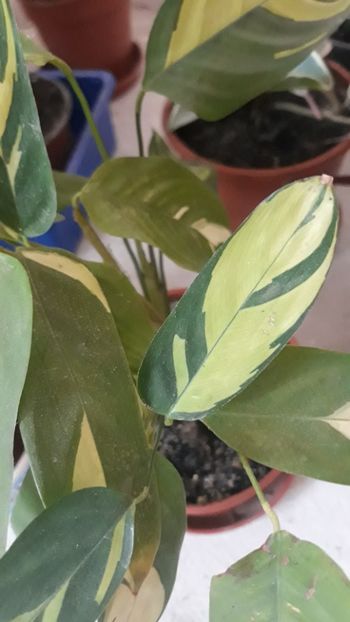  - Colectie Maranta Calathea