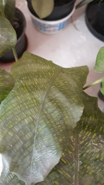 Calathea mozaica - Colectie Maranta Calathea