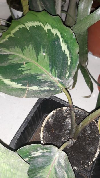 Calathea medalion - Colectie Maranta Calathea