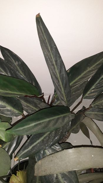  - Colectie Maranta Calathea