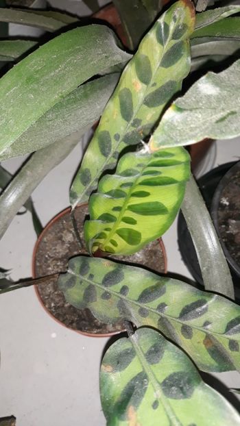  - Colectie Maranta Calathea