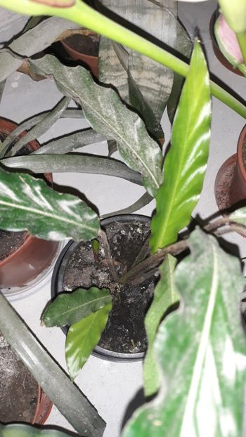  - Colectie Maranta Calathea