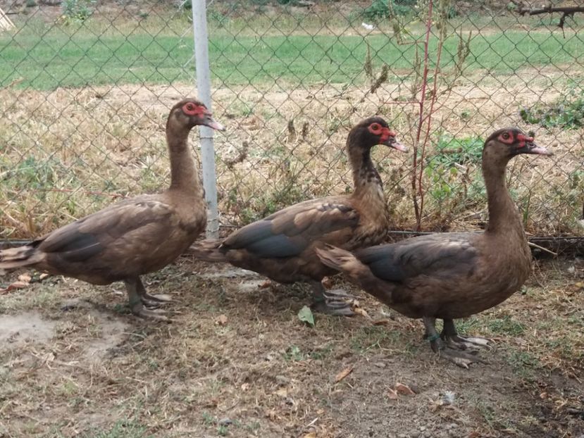  - Rațe leșești ciocolatii