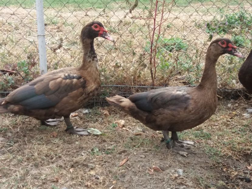  - Rațe leșești ciocolatii