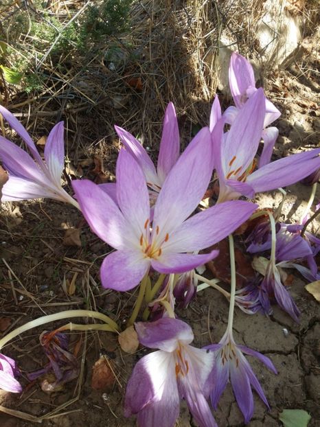  - curtea cu toate cele 2019