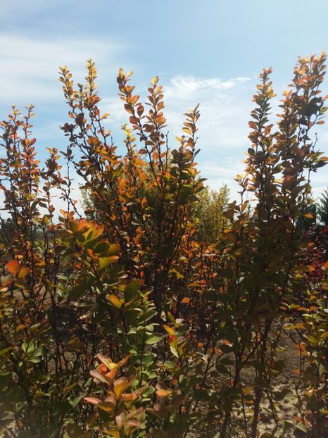  - curtea cu toate cele 2019