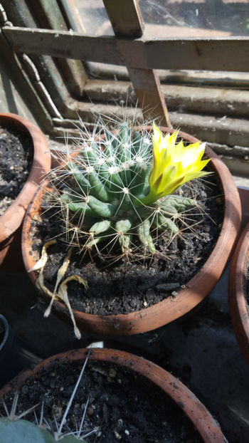 23.09.2019 - Mammillaria longimamma