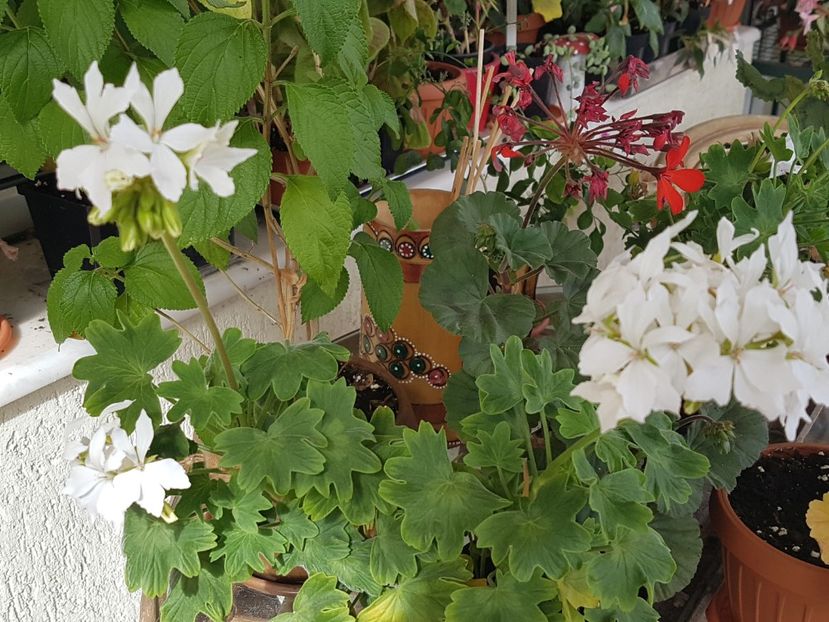 Arctic Star - Muscate de colectie 2019