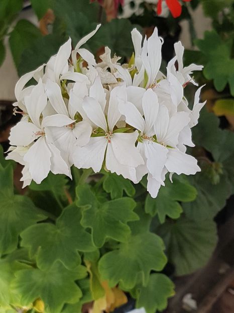 Arctic Star - Muscate de colectie 2019