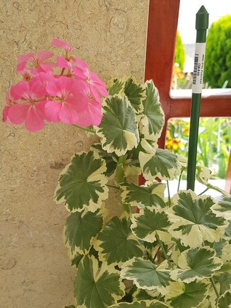 Petals - Muscate de colectie 2019