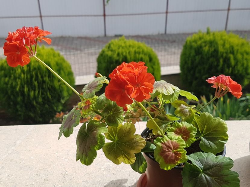 Occold shield-a inflorit non-stop toata vara - Muscate de colectie 2019