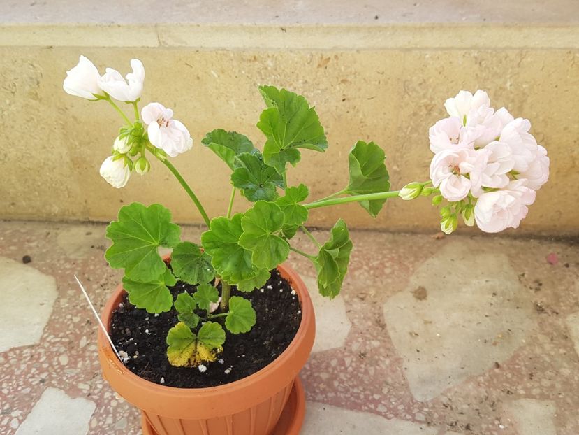 Marbacka Tulpan - Muscate de colectie 2019