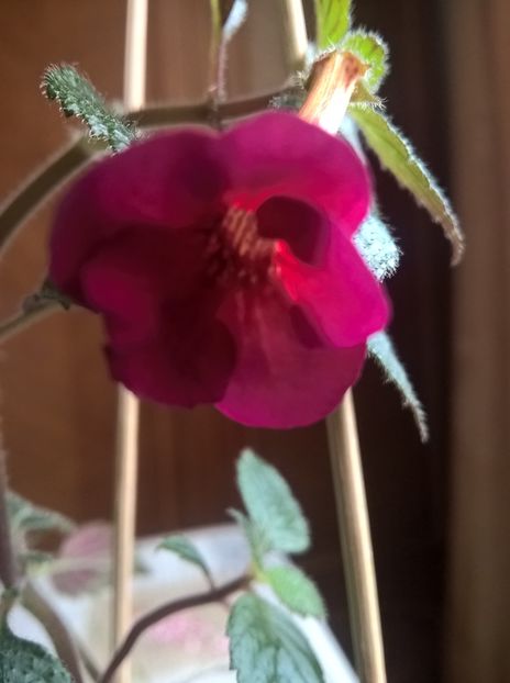 Lady in black - Achimenes si Achimenantha 2019