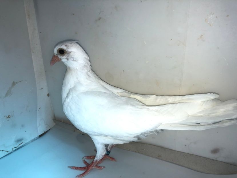 5211  mascul  2019 - Plecați ALBUM 2