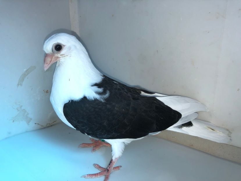 6953  femelă  2019 - Plecați ALBUM 2