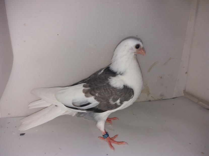 5214  femelă   2019 - Plecați ALBUM 2