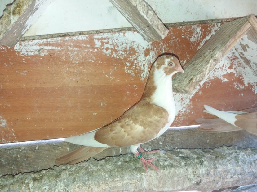 6872  mascul  2019 - Plecați ALBUM 2