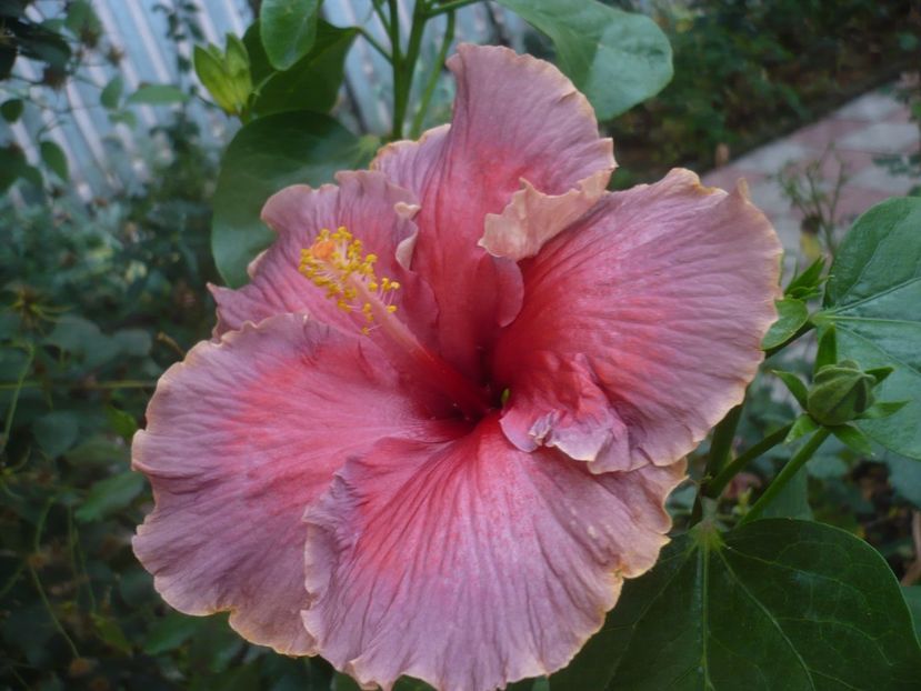 P1430066 - HIBISCUSI 2019-3