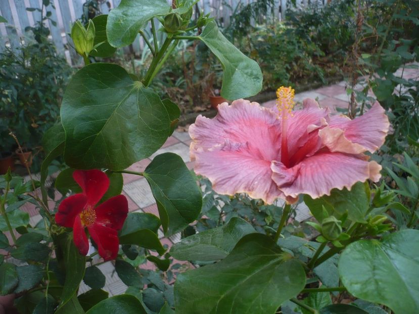P1430067 - HIBISCUSI 2019-3