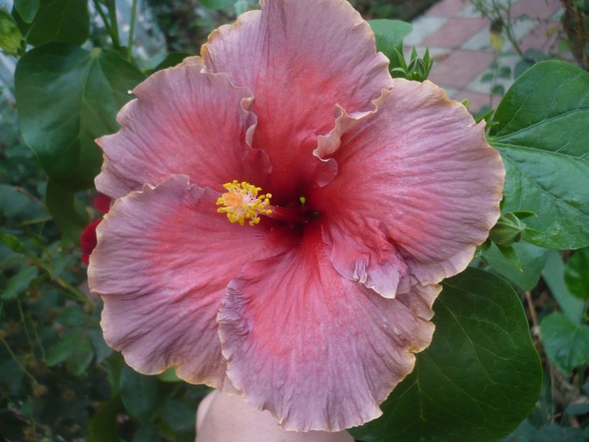 P1430070 - HIBISCUSI 2019-3