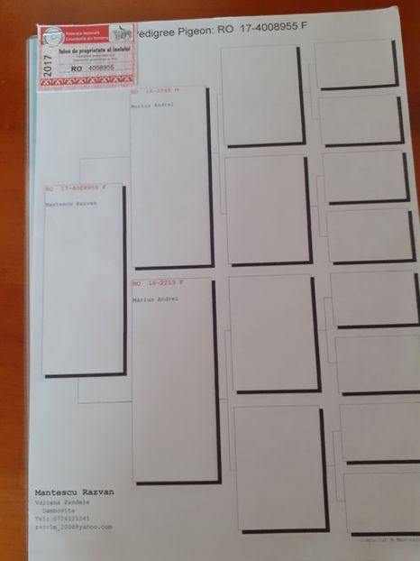  - porumbei de vanzare