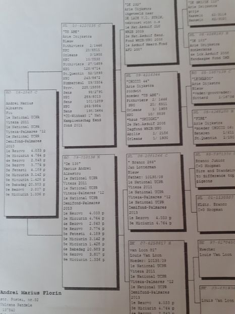  - porumbei de vanzare