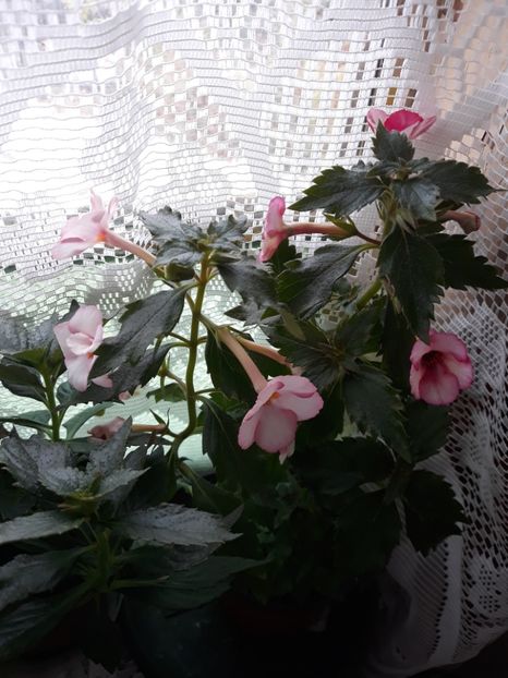  - Achimenes 2019