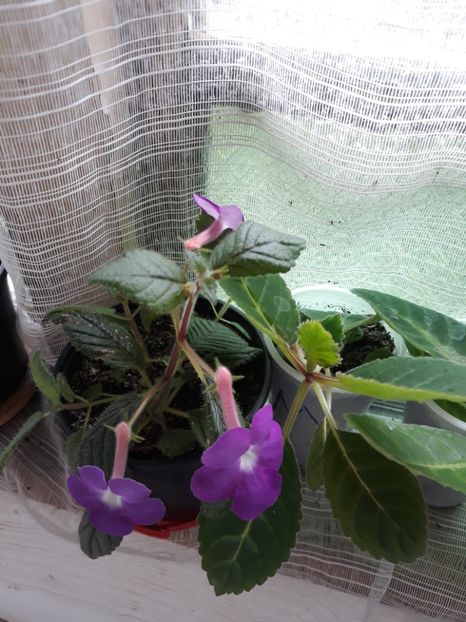  - Achimenes 2019