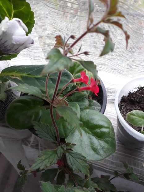  - Achimenes 2019