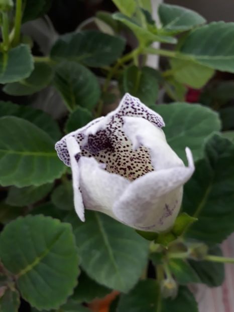  - Gloxinia din seminte