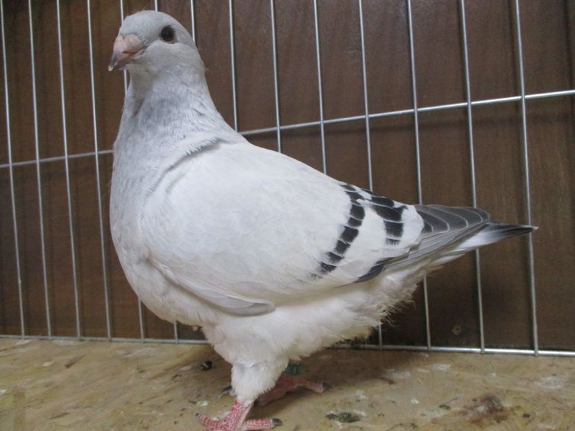 10192-19 - Tineret 2019