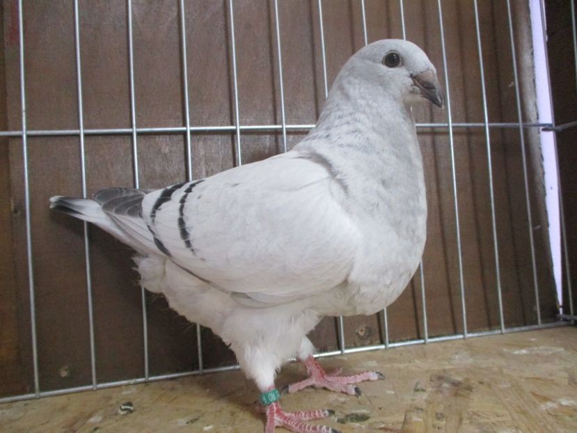 10194-19 - Tineret 2019