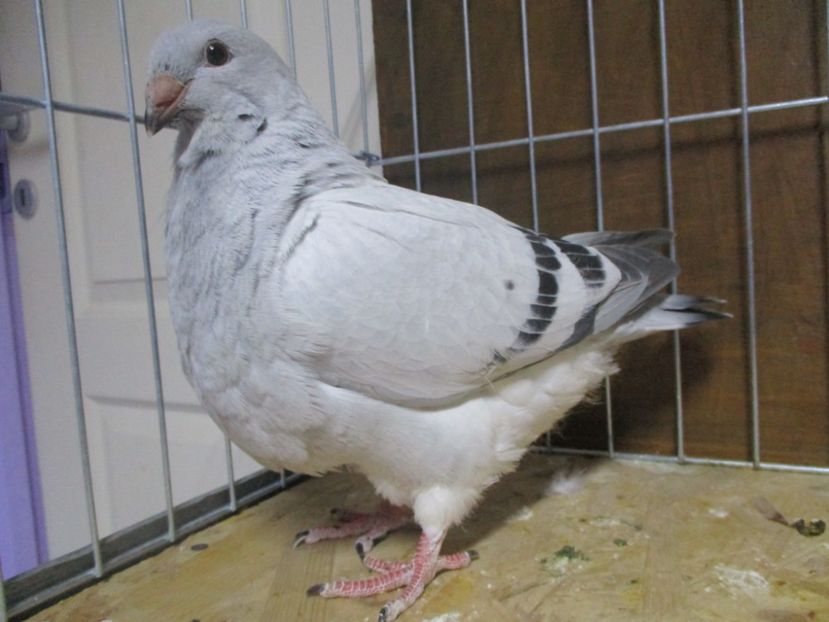 10196-19 - Tineret 2019