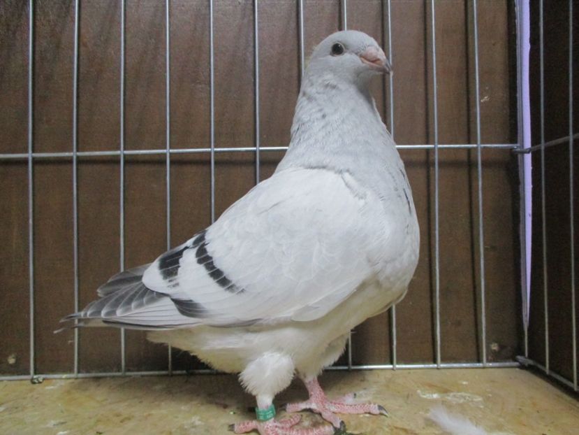 10197-19 - Tineret 2019