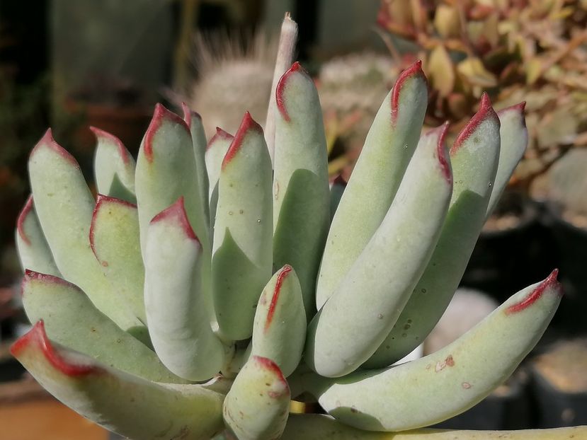 Cotyledon orbiculata var. flanaganii - Cotyledon