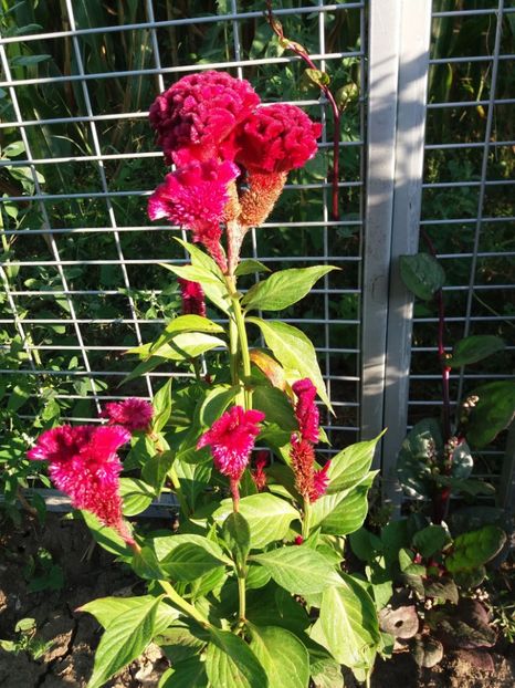 creasta cocosului - gradina 2019