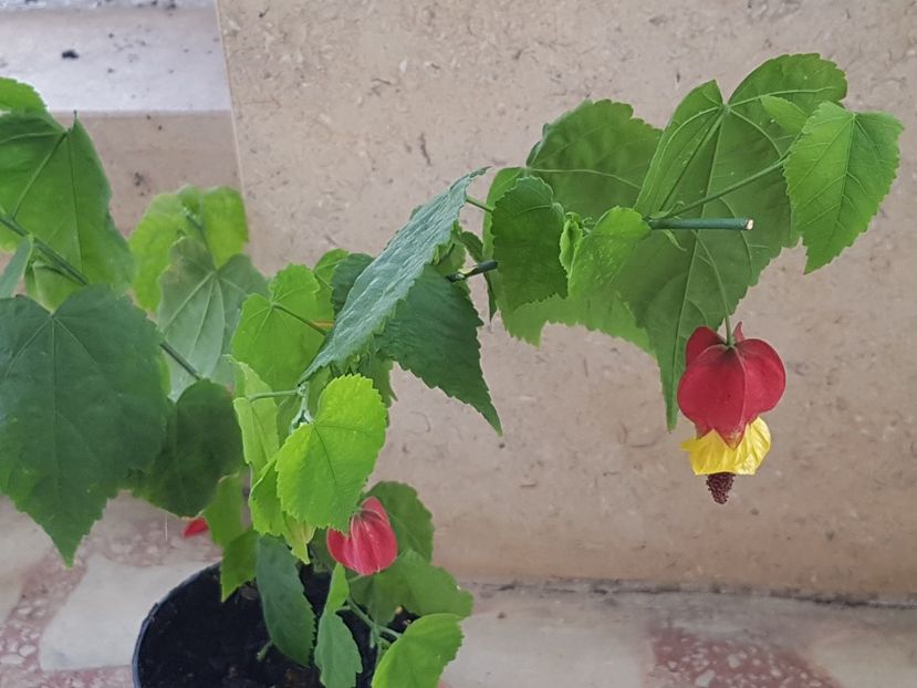 Un megapotamicum tanar - Abutilon