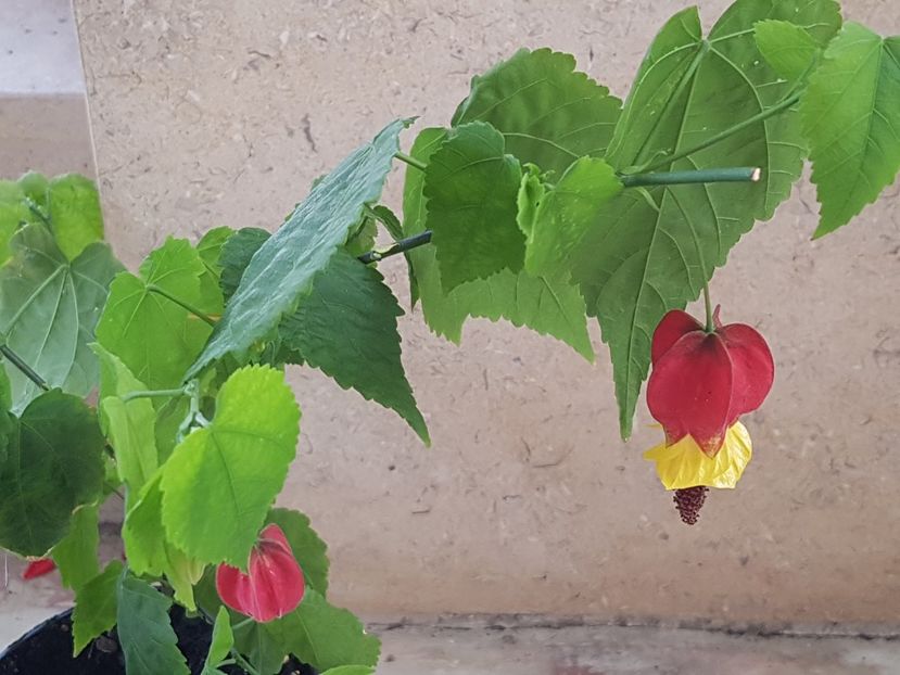  - Abutilon