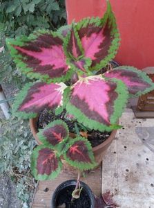  - flori de camera 2019