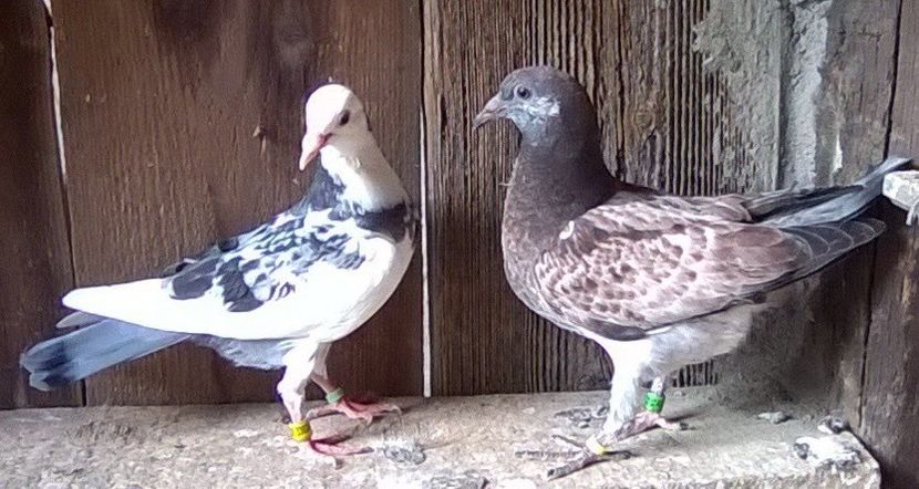 21.09.2019.frati din primul pui de la Olandez M. - Porumbei mei Voiajori si Zburatori de Severin