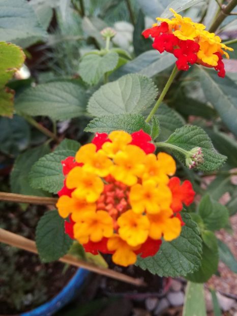  - Lantana